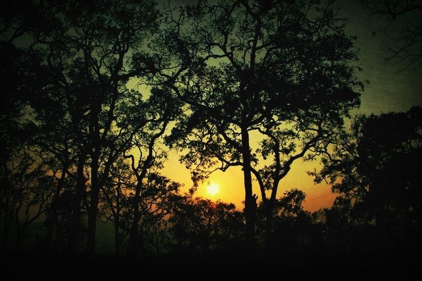 sunset, silhouette, tree, sun, tranquility, beauty in nature, tranquil scene, scenics, orange color, nature, sky, idyllic, dark, growth, sunlight, back lit, branch, landscape, outdoors, no people