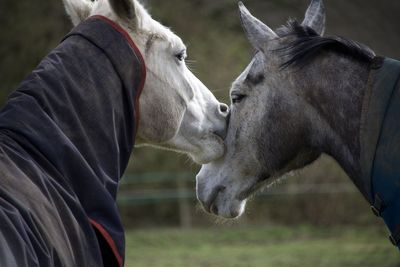 Tender moment between two horses in richmond park 