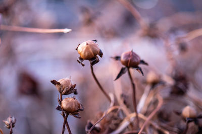 Close-up of dried plant