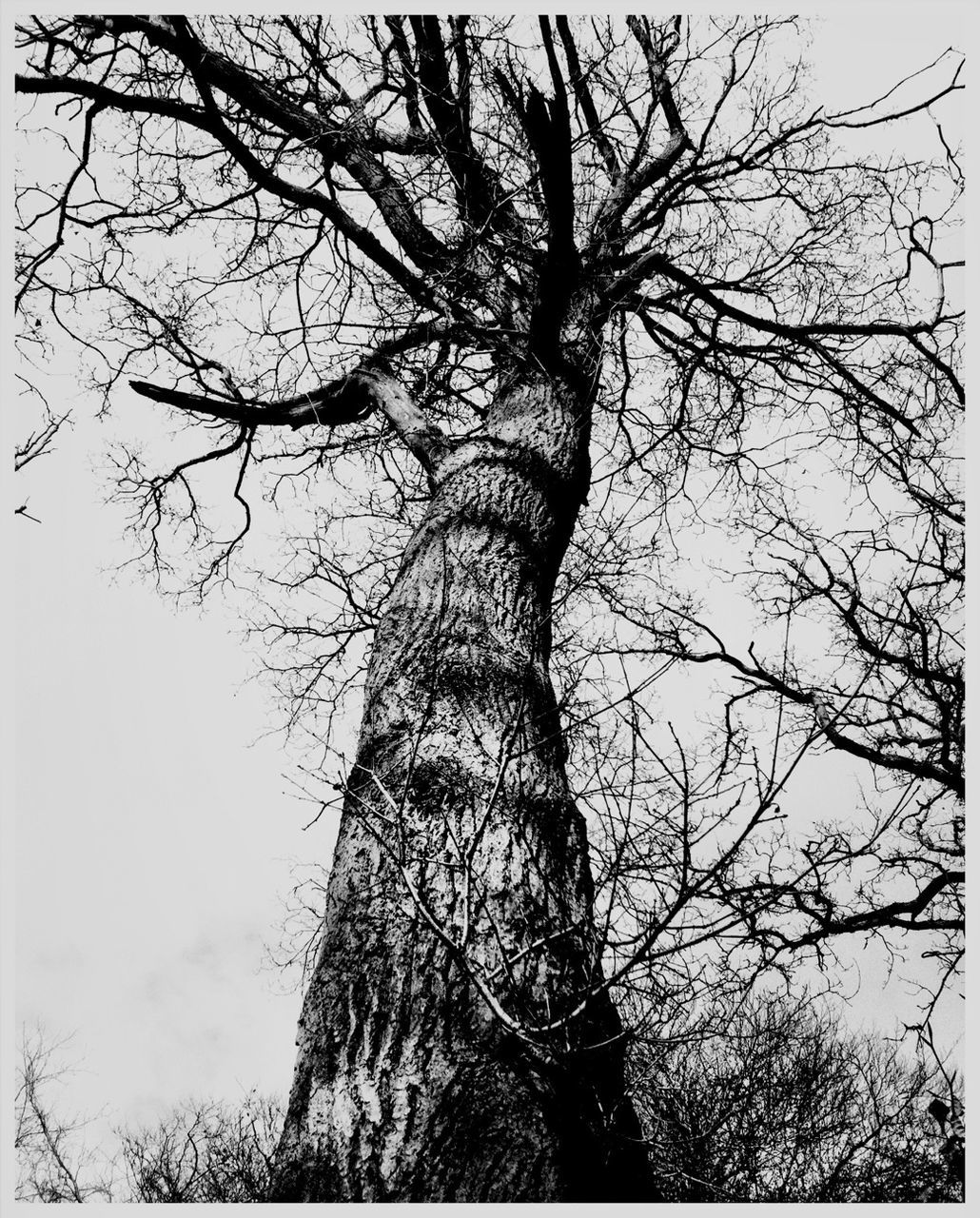 bare tree, branch, tree, low angle view, tree trunk, sky, nature, tranquility, silhouette, growth, auto post production filter, outdoors, beauty in nature, no people, day, transfer print, scenics, clear sky, tranquil scene, dead plant