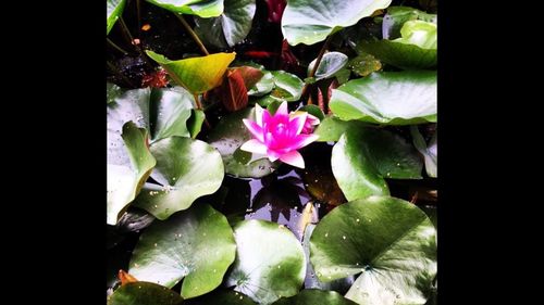 Close-up of flowers growing in water