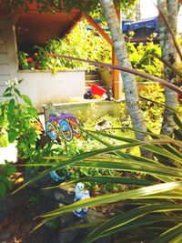 Close-up of flowering plants against wall