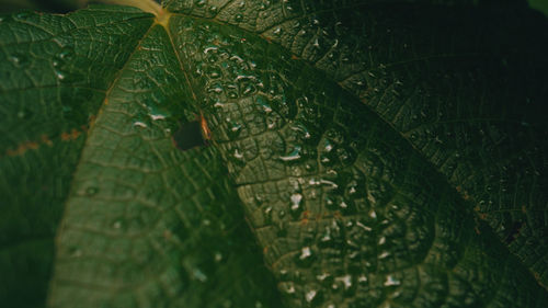 Full frame shot of wet leaf