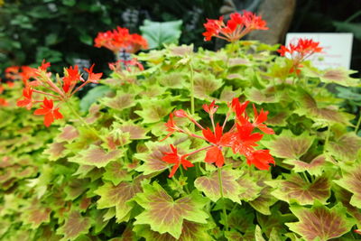 Close-up of red flowers