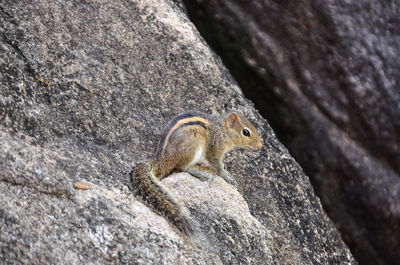 Side view of a squirrel on rocky surface