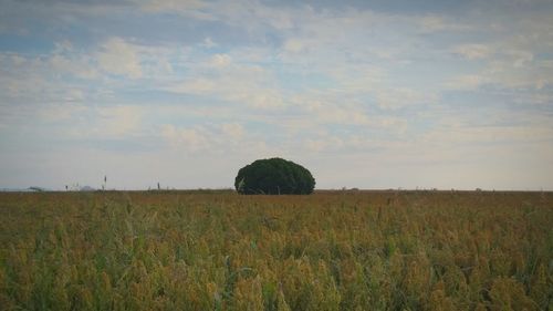 Scenic view of field against cloudy sky