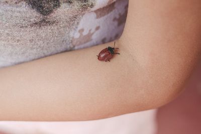 Close-up of insect on hand