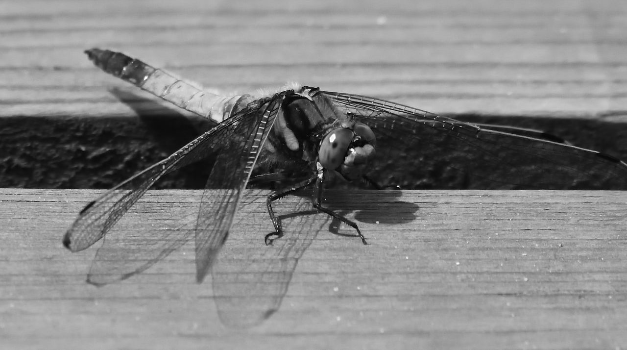 Orthetrum coerulescens