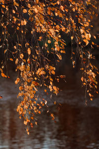 Close-up of maple leaves on tree during sunset