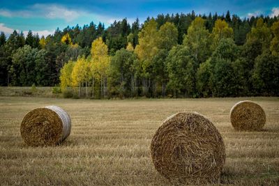 Hay bales on field against trees