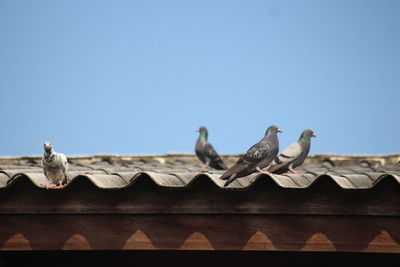 Low angle view of birds on roof against clear sky