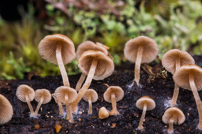 Close-up of mushrooms growing on tree trunk