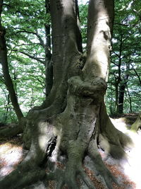 Low angle view of tree in forest