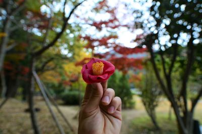 Close-up of hand holding pink flower