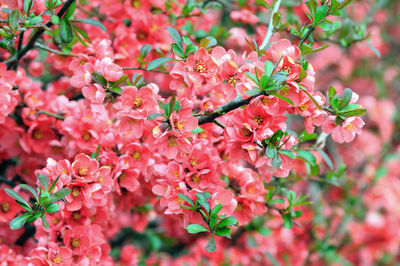 Close-up of pink flowering plant