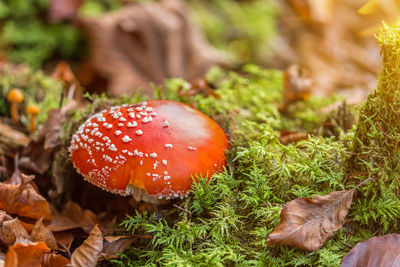 Beautiful red fly agaric mushroom and green moss in the forest in scenic autumn sunlight