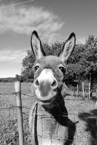 Portrait of donkey against sky