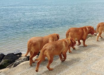 Dogs on sea shore