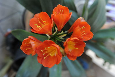 Close-up of orange rose flower