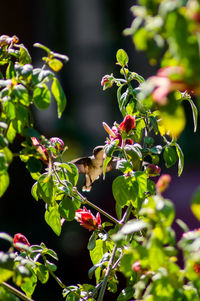 Close-up of insect on leaves