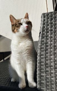 Cat sitting on chair