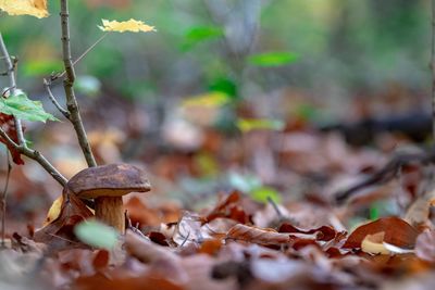 Close-up of mushroom growing on field