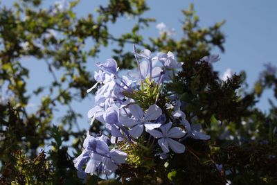 Close-up of fresh purple flowers on branch