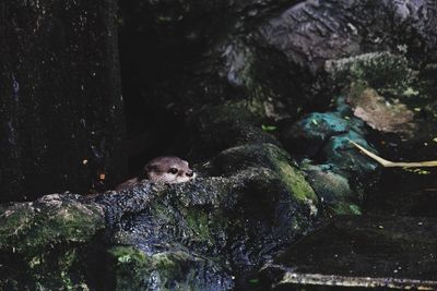 View of lizard on rock in forest