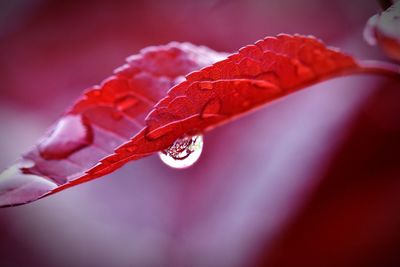 Close-up of drop on red leaf