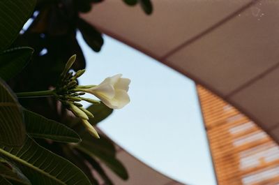 Close-up of flower blooming outdoors