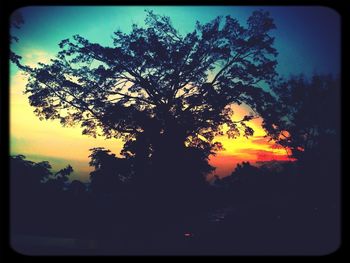 Silhouette of trees at sunset