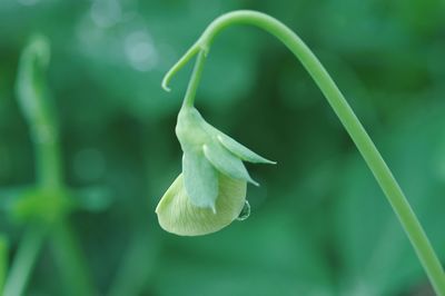 Close-up of green plant