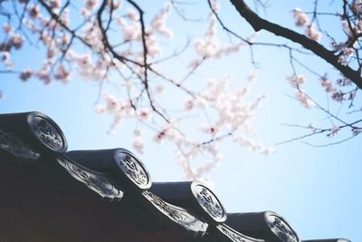 Low angle view of flowers on tree