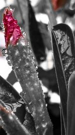 Close-up of red flower