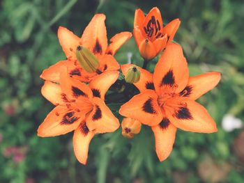 Close-up of orange lily on plant