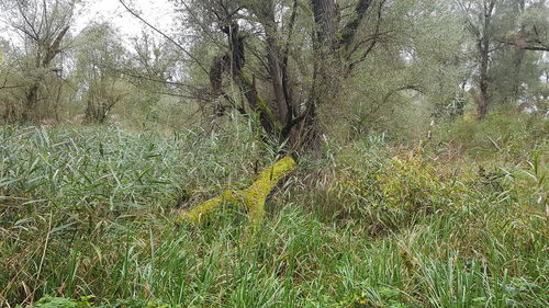 View of grass in forest