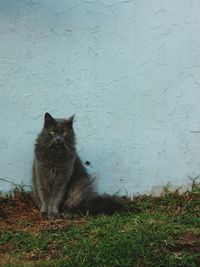 Portrait of cat sitting outdoors