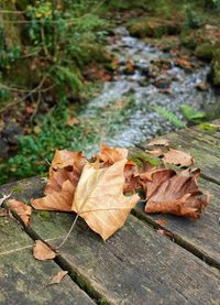 High angle view of dry maple leaf on land