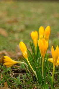 Close-up of yellow crocus flowers on field