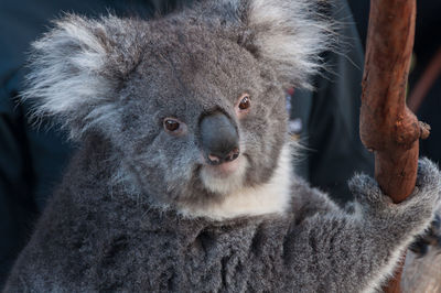 Close-up portrait of koala on tree