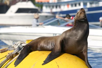 High angle view of sea lion