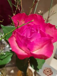 Close-up of pink rose