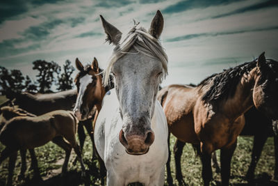 Horses standing in ranch