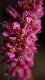 Close-up of purple flowers