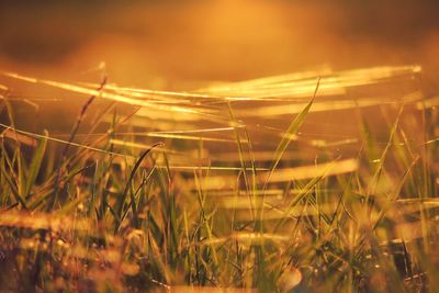 Plants growing on field