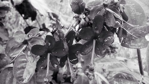 Close-up of plant