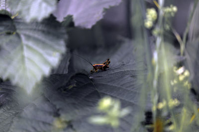 Close-up of insect on plant