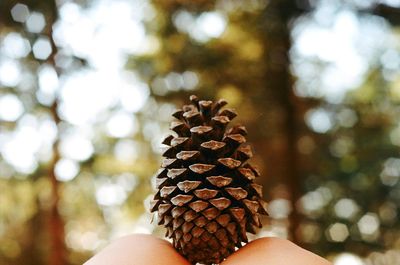 Close-up of woman holding pine cone on tree