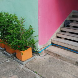 Potted plant against wall of building