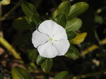 Close-up of white flowering plant